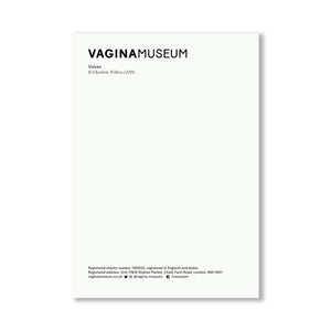 Vulva Illustration Postcard