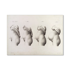 Stages of Pregnancy Postcard